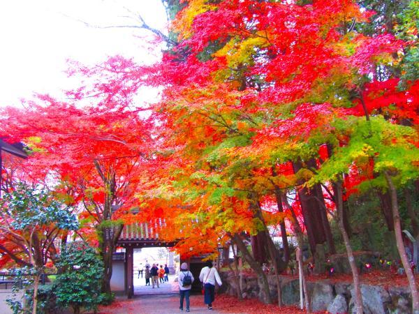 https://www.db.kansai-maas.jp/image/photos/7a65ad68-fc99-4824-8698-81d5c00d2cf1.jpg