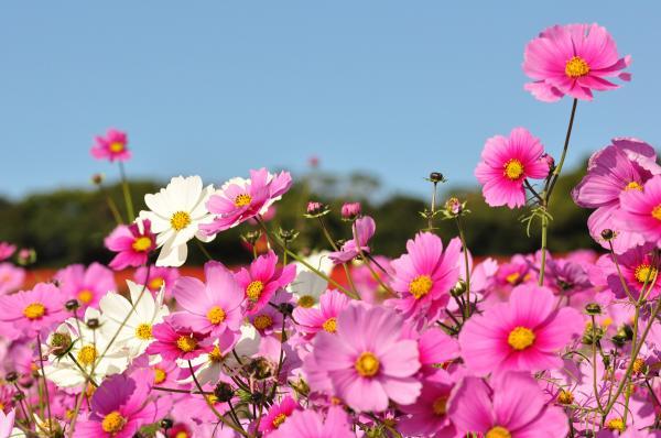 https://www.db.kansai-maas.jp/image/photos/7bb5ba40-935a-4b79-b5dc-abc23a67b30c.jpg