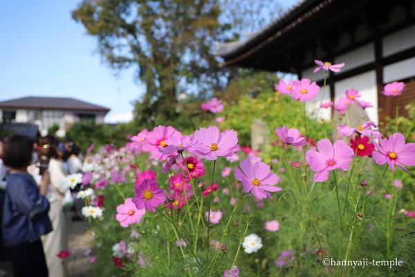 https://www.db.kansai-maas.jp/image/photos/7ccea114-0e73-453d-ac8a-0a7a7ce775c0.jpg
