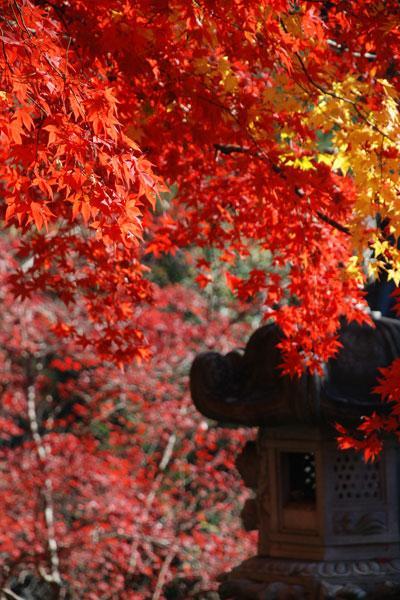 https://www.db.kansai-maas.jp/image/photos/7f5403eb-2805-4390-9dff-2d69503b778a.jpg