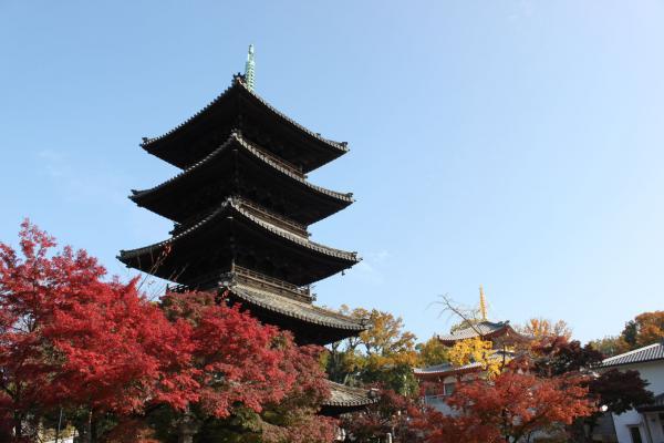 https://www.db.kansai-maas.jp/image/photos/7f979bc1-61e0-4d6a-9307-1257fc740fb0.jpg