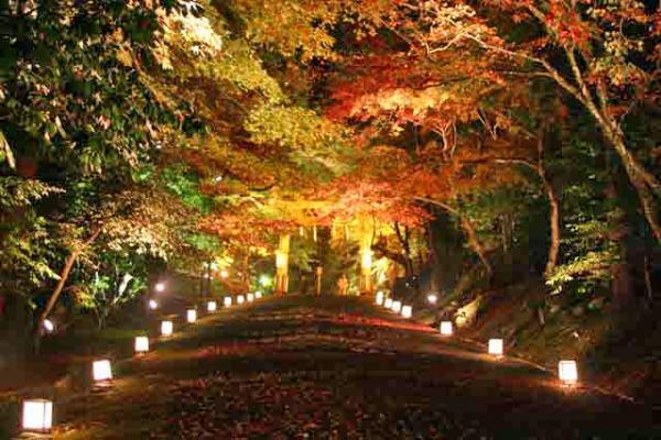 https://www.db.kansai-maas.jp/image/photos/80958158-d244-4549-a608-ea2a3f4a8a2b.jpg