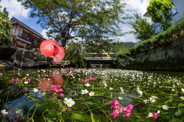 https://www.db.kansai-maas.jp/image/photos/8229e131-425a-4662-a651-931f846eb0c2.jpg