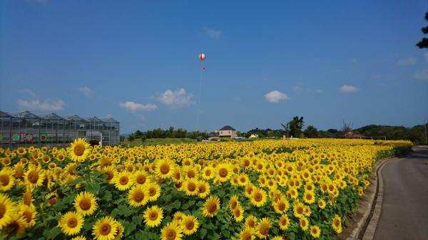 https://www.db.kansai-maas.jp/image/photos/837f21d9-3625-4cb6-bf1e-94f07315cd02.jpg