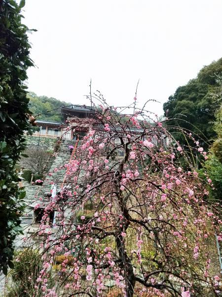 https://www.db.kansai-maas.jp/image/photos/843178ae-b54b-4213-97d2-4e80d60a63b0.jpg