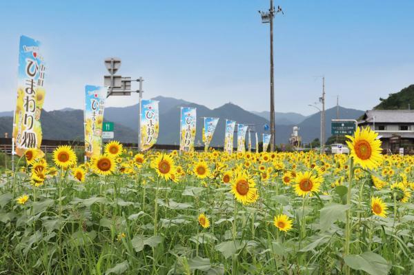 https://www.db.kansai-maas.jp/image/photos/85de220a-3cee-4be1-a01c-c1e2d14fd43d.jpg