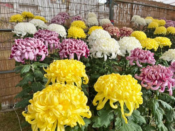 https://www.db.kansai-maas.jp/image/photos/887c763d-50e6-422c-8097-bd20bb075f3c.jpg