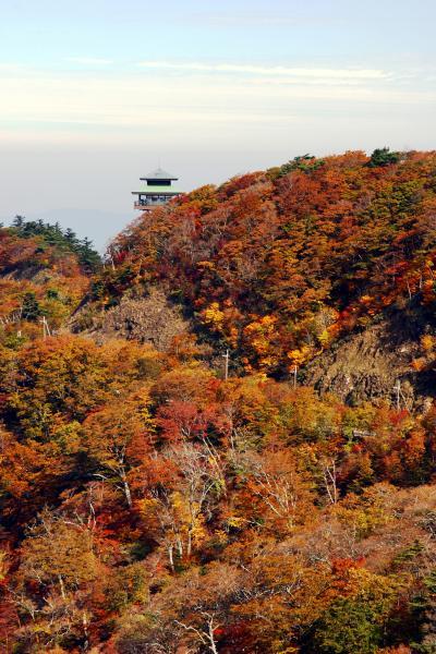 https://www.db.kansai-maas.jp/image/photos/892f0bcd-6369-4530-a6c2-3fb5e09699f6.jpg
