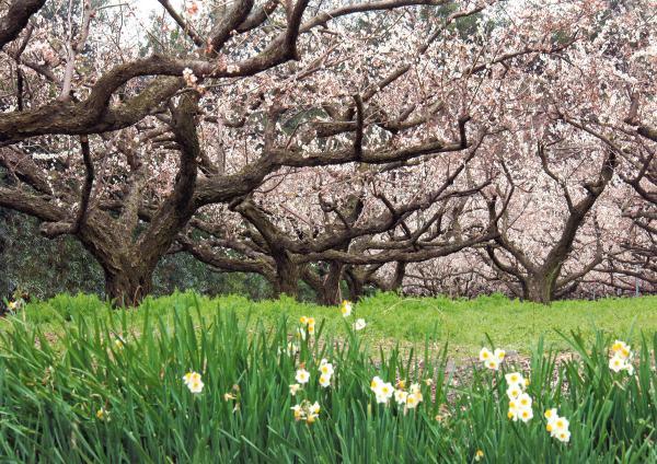 https://www.db.kansai-maas.jp/image/photos/8a98cc01-f311-48d3-8d1c-342de6ee2cc0.jpg