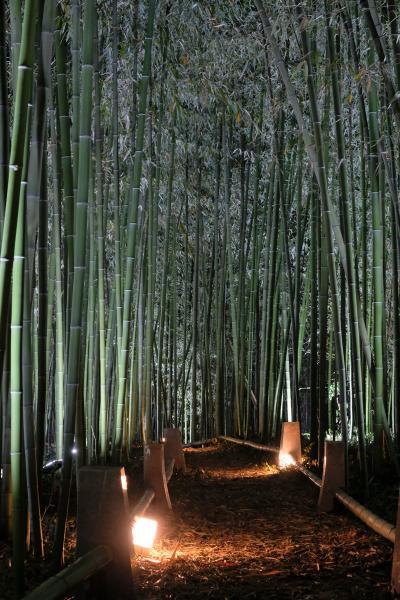 https://www.db.kansai-maas.jp/image/photos/8b302881-d131-45d4-b0b7-42aad9cef8b1.jpg