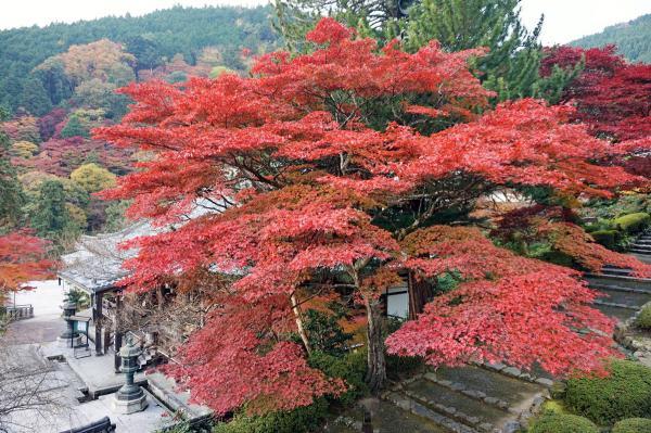https://www.db.kansai-maas.jp/image/photos/8bf848fd-cbf1-4d4c-830b-0c8d7d45f734.jpg