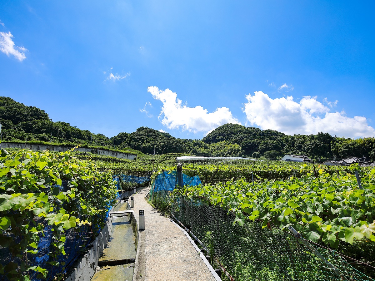 https://www.db.kansai-maas.jp/image/photos/8d21f8ff-57b7-4fef-8a24-c2665fbca71a.jpg