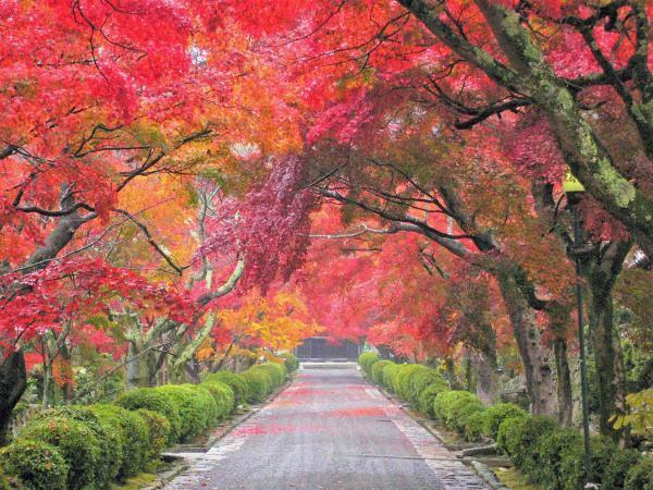 https://www.db.kansai-maas.jp/image/photos/8ee2aae7-644a-4bf0-9d5f-8f46c8a14dcc.jpg