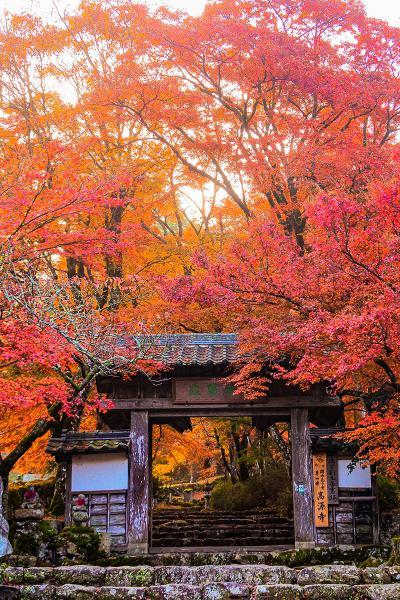 https://www.db.kansai-maas.jp/image/photos/90b0dd44-4aa6-41fc-b209-185e493280f5.jpg