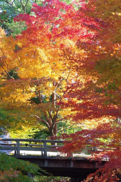 https://www.db.kansai-maas.jp/image/photos/910ccc8b-9b34-4d76-9f3e-6a63269c2522.jpg