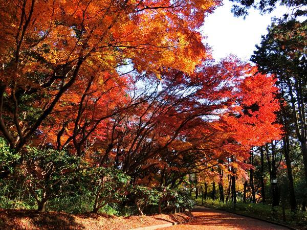 https://www.db.kansai-maas.jp/image/photos/92d88537-d1fa-40f1-8892-2748958dcb91.jpg