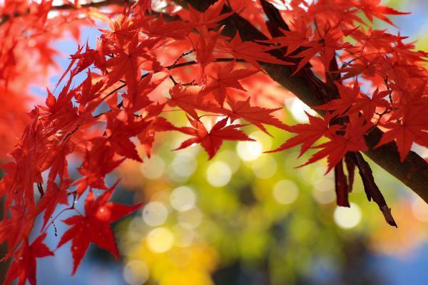 https://www.db.kansai-maas.jp/image/photos/9384c7b6-af81-49db-94e7-4e066ac156cd.jpg