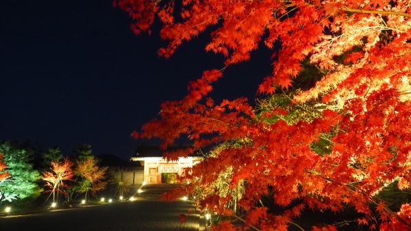 https://www.db.kansai-maas.jp/image/photos/94782494-d9a6-4aaf-819c-8eb4c432129c.jpg