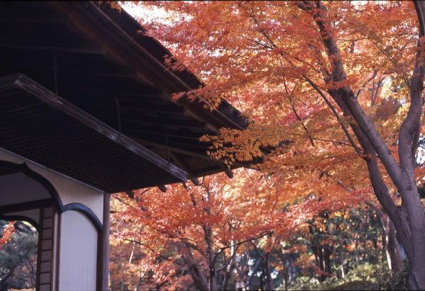 https://www.db.kansai-maas.jp/image/photos/966f31f1-4a23-441b-b309-42a7fdebb963.jpg