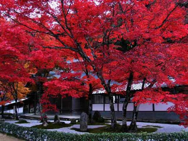 https://www.db.kansai-maas.jp/image/photos/999927e2-0fc9-4c86-996f-6da7c122b103.jpg
