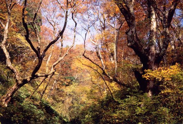 https://www.db.kansai-maas.jp/image/photos/9c1c0c7c-a96c-4f8c-9281-8d96e7cee8c6.jpg