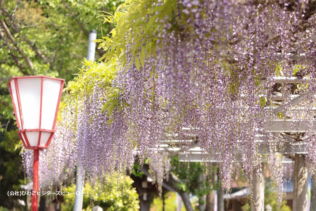 https://www.db.kansai-maas.jp/image/photos/9f046f9c-dc3a-4ad9-a2b1-798eae86170b.jpg