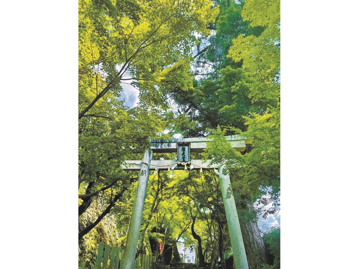 https://www.db.kansai-maas.jp/image/photos/a4fe61a5-38d3-4418-a5f5-5d1337f8c1c8.jpg