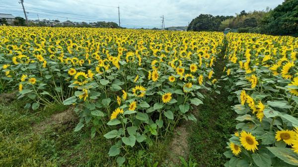https://www.db.kansai-maas.jp/image/photos/a54ee79e-b44f-4a22-beb7-70f18e4190e0.jpg