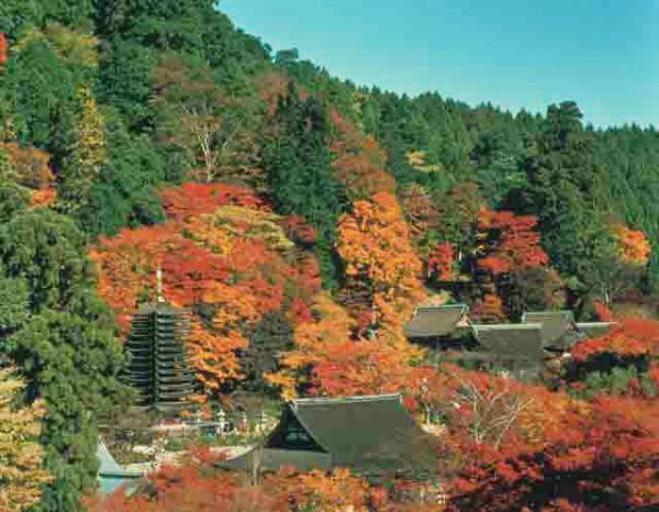 https://www.db.kansai-maas.jp/image/photos/a69aabf8-9e2a-4eee-9882-32c8b5ad7c5d.jpg