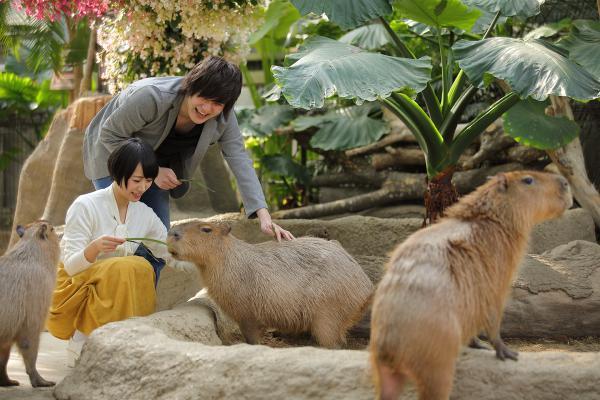 https://www.db.kansai-maas.jp/image/photos/a6fc5780-cb03-4013-85b9-fbec83f8d50a.jpg