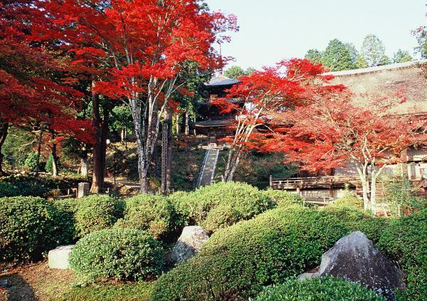 https://www.db.kansai-maas.jp/image/photos/a8cf4645-2770-4565-8c63-5f085de588c2.jpg