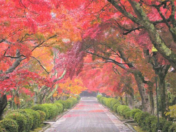https://www.db.kansai-maas.jp/image/photos/aacbf24c-780c-4921-8d99-daa8f8948267.jpg