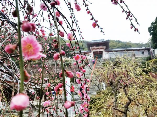 https://www.db.kansai-maas.jp/image/photos/b0d96387-b3e9-47d8-8734-a806112d0cf1.jpg