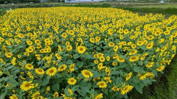 https://www.db.kansai-maas.jp/image/photos/b4252bbc-5133-4d67-b410-b459806fa62b.jpg