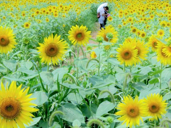 https://www.db.kansai-maas.jp/image/photos/baebccfd-a022-4c69-97db-8a2aee5933bd.jpg