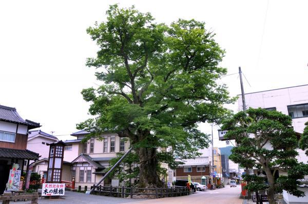 https://www.db.kansai-maas.jp/image/photos/bdd03e43-9c56-4e5f-869c-2706d6b96ce7.jpg