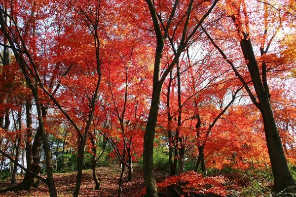 https://www.db.kansai-maas.jp/image/photos/c1164aba-2210-48f0-92a7-a146da6bf006.jpg