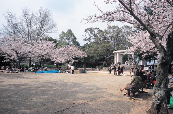 https://www.db.kansai-maas.jp/image/photos/c263e79d-d9e2-4d7e-b176-5f584b371297.jpg