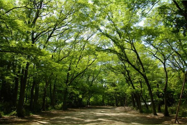 https://www.db.kansai-maas.jp/image/photos/c2b0ccc3-1a2a-4619-89db-685221fb59e4.jpg