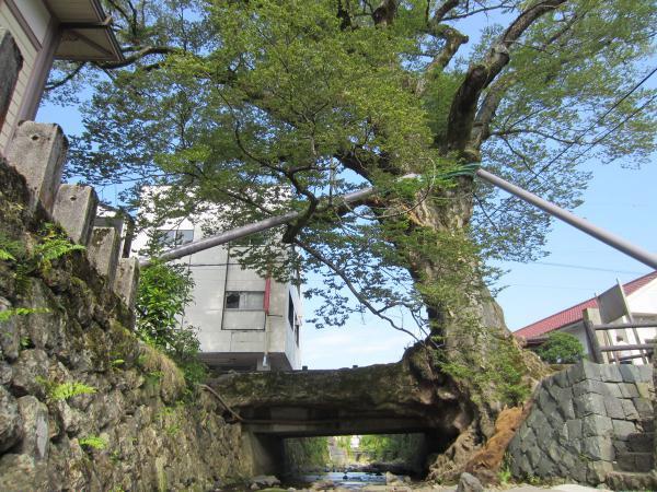 https://www.db.kansai-maas.jp/image/photos/c6d199ae-0535-4ec1-875b-e997bfdb2fab.jpg