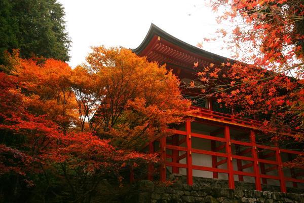 https://www.db.kansai-maas.jp/image/photos/cf5947b8-74bd-40d1-beaf-486ab05520e7.jpg