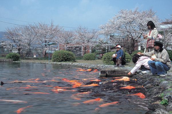 https://www.db.kansai-maas.jp/image/photos/d08aa6b6-d039-4cc0-afd6-aa6180827b27.jpg