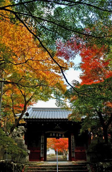 https://www.db.kansai-maas.jp/image/photos/d47f8424-aa5c-45a1-923e-d4709514d31d.jpg