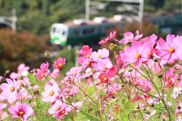 https://www.db.kansai-maas.jp/image/photos/d55fb11a-5f9e-4b05-954e-0c8baa6b7302.jpg