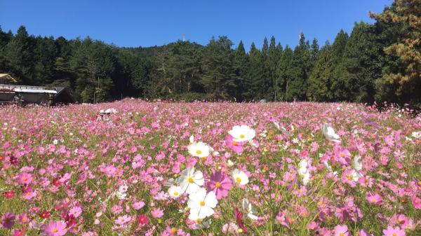 https://www.db.kansai-maas.jp/image/photos/d65551ff-9162-4ea3-807d-959366dd0c9a.jpg