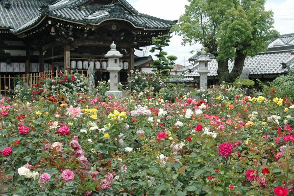 https://www.db.kansai-maas.jp/image/photos/d6b27a29-72e1-48c3-96e7-a4177e97e840.jpg