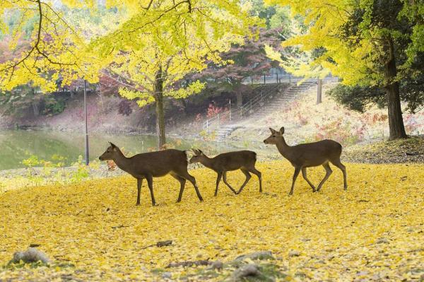https://www.db.kansai-maas.jp/image/photos/d8500d2a-f9b0-4567-b0f6-56669d1baa5c.jpg