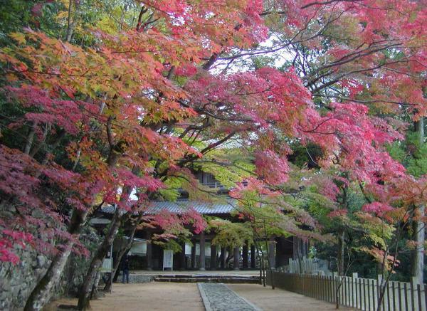 https://www.db.kansai-maas.jp/image/photos/e28c6335-b235-429d-8018-5132c14db028.jpg