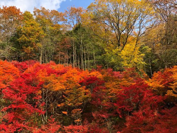 https://www.db.kansai-maas.jp/image/photos/e881e1bd-b4b2-4d2e-bd26-515d41ed0f15.jpg