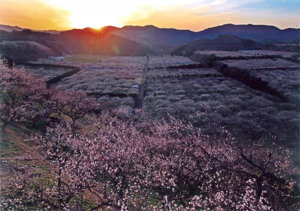 https://www.db.kansai-maas.jp/image/photos/ea33ccee-b212-4105-a6e6-145faf1e6212.jpg